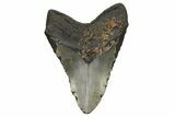 Huge, Fossil Megalodon Tooth - North Carolina #261081-2